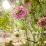 Floral decoration - Fleurs de Scabiosa artificielles - SILK-KA BV