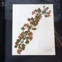 Paintings - Our collection of paintings - OBJET DE CURIOSITÉ