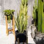 Vases - Jardinière Charcoal Bas - Noir Naturel - S - BAZAR BIZAR LIVING