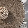 Objets de décoration - Le Coquillage Guadeloupe sur Stand - Naturel Blanc - BAZAR BIZAR LIVING