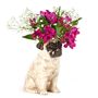 Vases - Chiens - QUAIL DESIGNS EUROPE BV