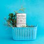 Gifts - Sowing kits\" Poisson\” in collaboration with\ "Tout est dit\" - MAUVAISES GRAINES