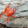 Decorative objects - Recycled Crab Can Sculpture 13cm - TERRE SAUVAGE