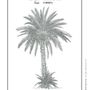 Poster - Poster: PALMIER botanical plate - THE VINTAGE FACTORY - AFFICHES EXCLUSIVES MADE IN MOROCCO