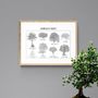 Poster - Poster: botanical plate of 8 trees from Morocco - THE VINTAGE FACTORY - AFFICHES EXCLUSIVES MADE IN MOROCCO