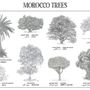 Affiches - Affiche : planche botanique de 8 arbres du Maroc - THE VINTAGE FACTORY - AFFICHES EXCLUSIVES MADE IN MOROCCO