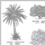 Poster - Poster: botanical plate of 8 trees from Morocco - THE VINTAGE FACTORY - AFFICHES EXCLUSIVES MADE IN MOROCCO