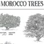 Poster - Poster: botanical plate of 8 trees from Morocco - THE VINTAGE FACTORY - AFFICHES EXCLUSIVES MADE IN MOROCCO