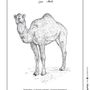 Poster - Poster: DROMEDARY zoological board - THE VINTAGE FACTORY - AFFICHES EXCLUSIVES MADE IN MOROCCO