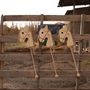 Jouets enfants - Cheval à balai en bois RUSTIQUE - MORA-PLAY