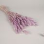 Floral decoration - Lagurus dried parma H63cm - LE COMPTOIR.COM