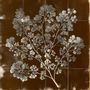 Papiers peints - Feuille de papier peint n°7 - Vienna Herbarium - JOLI JOUR PARIS