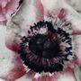 Art photos - Fine art photography - Les Bouquets n°8 - JOLI JOUR PARIS