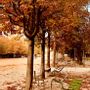Art photos - Fine art photography - Paris - "Jardin des Tuileries" n° 6 - JOLI JOUR PARIS