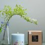 Candles - Candle with Eucalyptus Scent - TL CANDLES