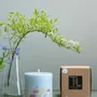 Candles - Candle with Eucalyptus Scent - TL CANDLES