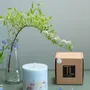 Candles - Candle with Eucalyptus Scent - TL CANDLES