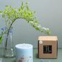 Candles - Candle with Eucalyptus Scent - TL CANDLES