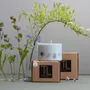 Candles - Candle with Eucalyptus Scent - TL CANDLES