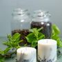 Candles - Candle with Juniper Scent - TL CANDLES