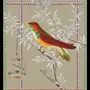 Affiches - illustration oiseau de paradis - PARADISIO IMAGINARIUM