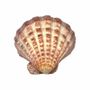 Scents - Scallop shell incense holder Lion's Paw 12-16cm - ARABESK