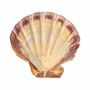 Scents - Scallop shell incense holder Lion's Paw 12-16cm - ARABESK