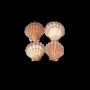 Scents - Scallop shell incense holder Lion's Paw 12-16cm - ARABESK