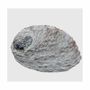 Scents - South Africa shell 15-16cm - ARABESK