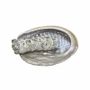 Senteurs - Coquille d'ormeau d'Australie 13-15cm - ARABESK
