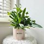 Vases - Pot beloved - AND NOOK