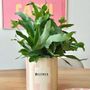 Vases - Pot beloved - AND NOOK