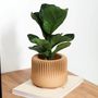 Floral decoration - INDOOR PLANTER - MARENA SUSTAINABLE DESIGN - MENDELEK STUDIO