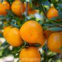 Candles - Candle that becomes an Orange Blossom plant - LUMINANTE