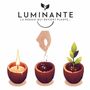 Bougies - La bougie qui devient plante Fleur de Coton - LUMINANTE
