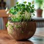 Bougies - La bougie qui devient plante Fleur de Coton - LUMINANTE