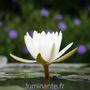 Candles - The candle that becomes a Lotus Cotton plant - LUMINANTE