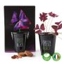 Garden accessories - Collection Pots black with seeds to sow - RADIS ET CAPUCINE