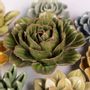 Céramique - Collection de jardins anglais à fleurs en céramique - CHIVE