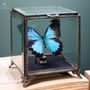 Customizable objects - Our butterfly collection - OBJET DE CURIOSITÉ