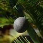 Beauty products - ORGANIC KONJAC SPONGE ENRICHED WITH BAMBOO CHARCOAL - IN BULK - KARAWAN AUTHENTIC