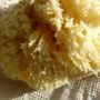 Beauty products - NATURAL SEA SPONGE - KARAWAN AUTHENTIC