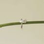 Jewelry - SILVER RING VOL - JOIDART