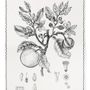 Linge d'office - Laranjeira / Oranger - Linge de cuisine - LUZ EDITIONS