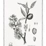 Linge d'office - Amendoeira / Amendier - Linge de cuisine - LUZ EDITIONS