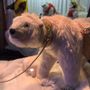 Other Christmas decorations - Santa Claus & polar bear - ANIMATE FACTORY