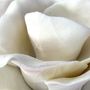 Ceramic - Large porcelain rose - FLEURIR L AVENIR