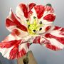 Ceramic - Parrot Tulip - FLEURIR L AVENIR