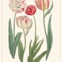 Affiches - Planche Fleur Tulipes - LES JOLIES PLANCHES