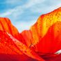 Floral decoration - Poppy - LA FLEUR MONUMENTALE
